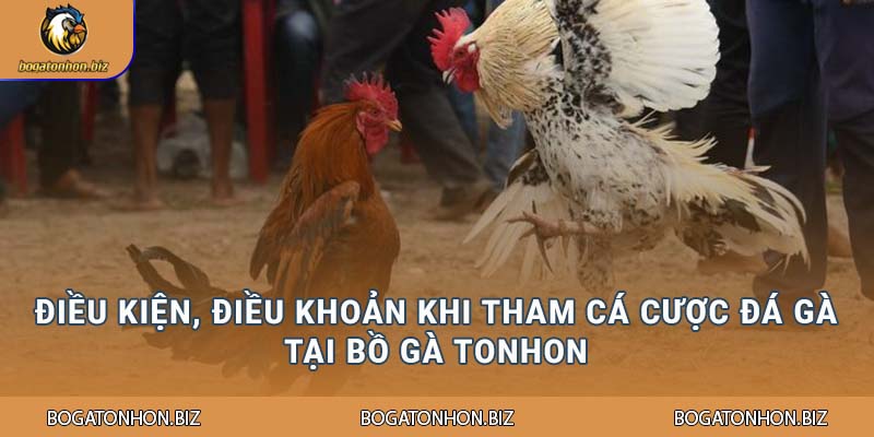 Điều kiện, điều khoản khi tham cá cược Đá gà tại Bồ Gà Tonhon