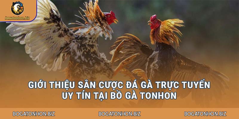 Giới thiệu sân cược đá gà trực tuyến uy tín tại Bồ Gà Tonhon