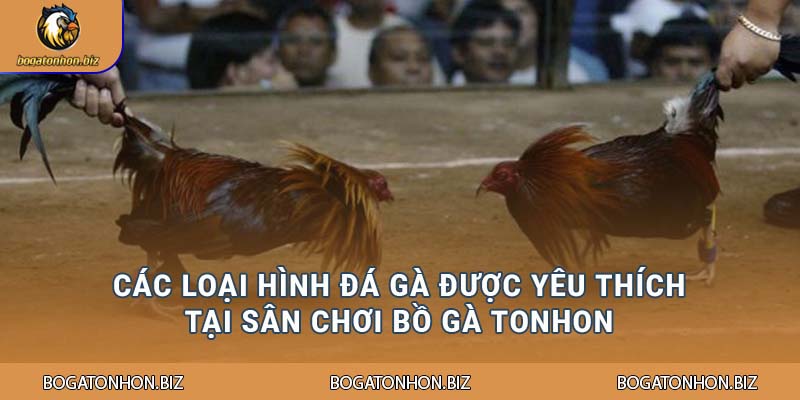Các loại hình đá gà được yêu thích tại sân chơi Bồ gà Tonhon