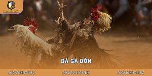 Đá gà đòn