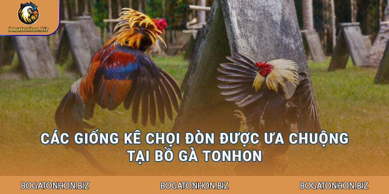 Các giống kê chọi đòn được ưa chuộng tại Bồ Gà Tonhon