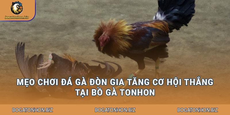 Một số cách để đánh giá khả năng chiến đấu chiến kê tại Bồ Gà Tonhon