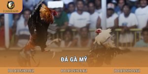 Đá gà mỹ