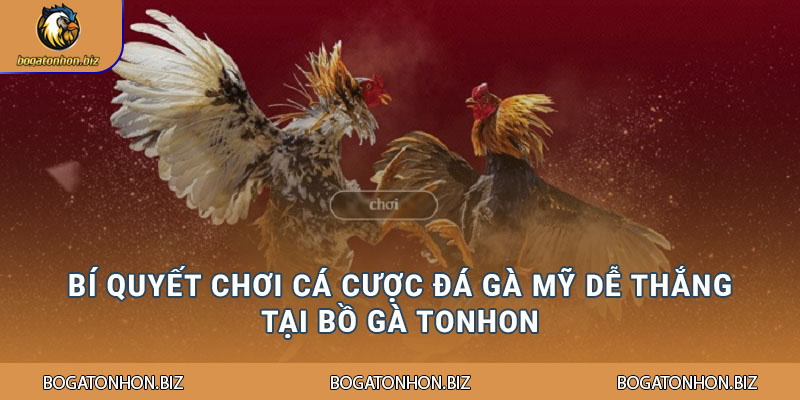 Bí quyết chơi cá cược đá gà Mỹ dễ thắng tại Bồ Gà Tonhon