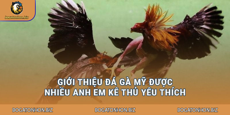 Giới thiệu đá gà Mỹ được nhiều anh em kê thủ yêu thích