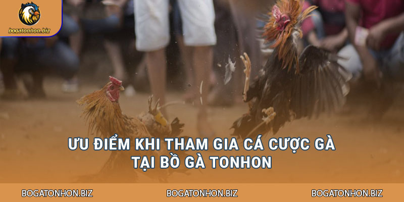 Ưu điểm khi tham gia cá cược gà tại Bồ Gà Tonhon