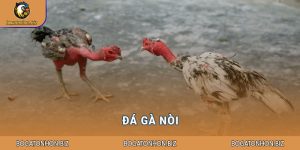 Đá gà nòi