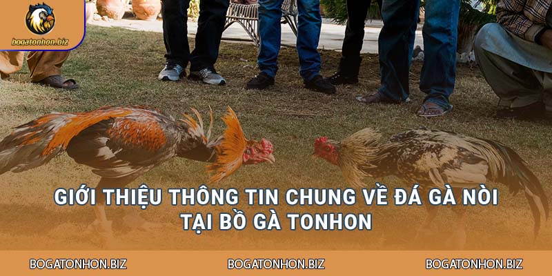 Giới thiệu thông tin chung về đá gà nòi tại Bồ Gà Tonhon