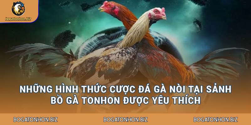 Những hình thức cược đá gà nòi tại sảnh Bồ Gà Tonhon được yêu thích