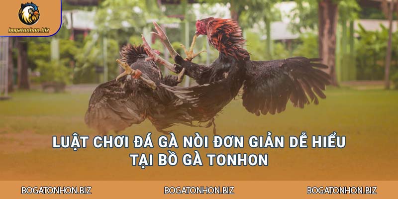 Luật chơi đá gà nòi đơn giản dễ hiểu tại Bồ Gà Tonhon