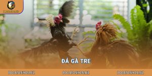Đá gà tre