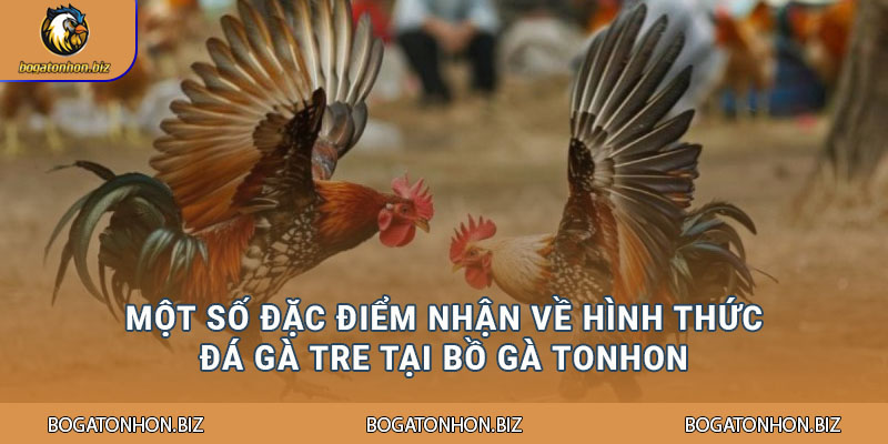 Một số đặc điểm nhận về hình thức đá gà tre tại Bồ Gà Tonhon