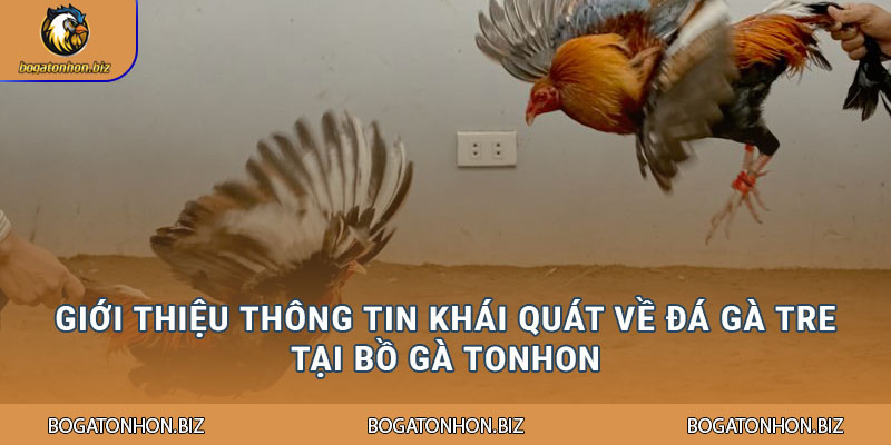 Giới thiệu thông tin khái quát về đá gà tre tại Bồ Gà Tonhon