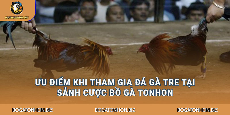 Ưu điểm khi tham gia đá gà tre tại sảnh cược Bồ Gà Tonhon